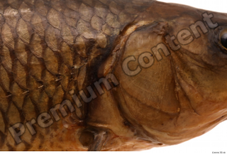 Common chub Squalius cephalus gills head 0001.jpg